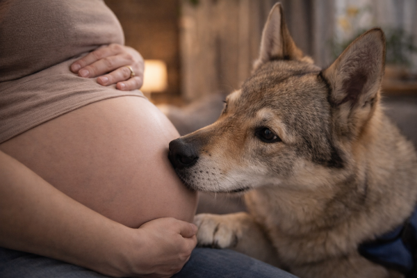 Pozná pes těhotenství?